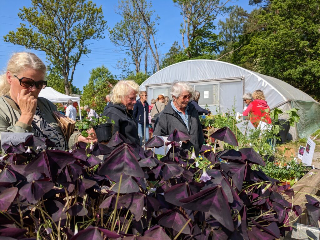 Besökarna granskar utbudet på växtmarknaden