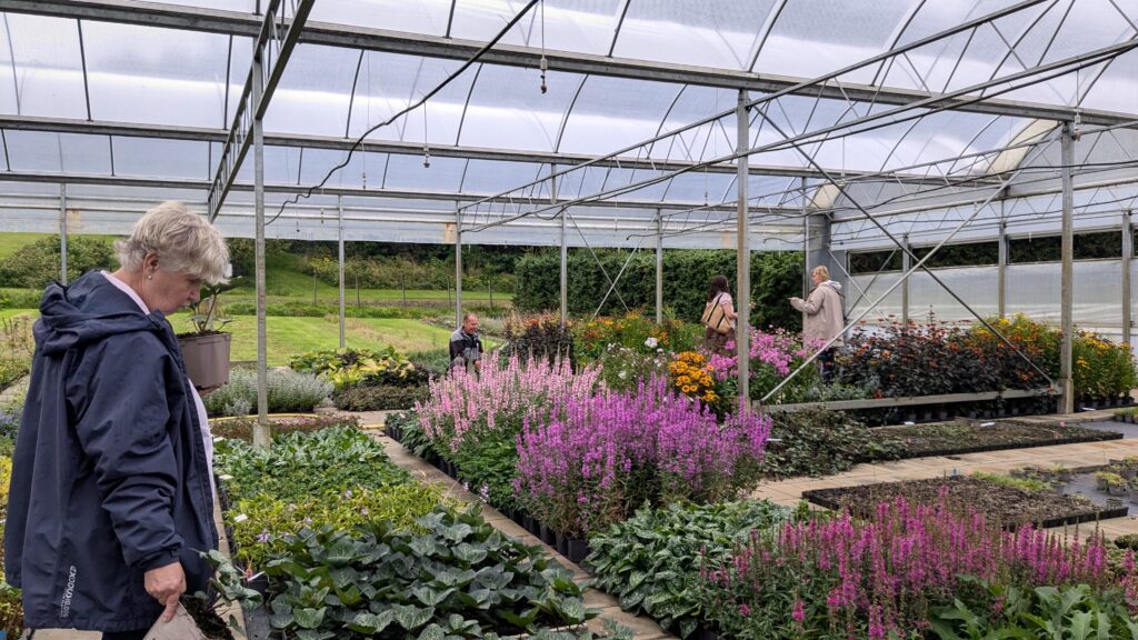 Höstblommande perenner i plantskolan