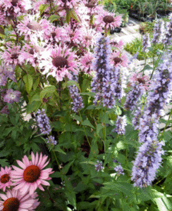 Sommarblommor